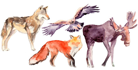 
Set of illustrations of wild animals. Elk, fox, eagle, wolf. Hand drawn in watercolors. Isolated on a white background. Brown, orange, gray. Used for cards, posters, calendars, Christmas design. - obrazy, fototapety, plakaty