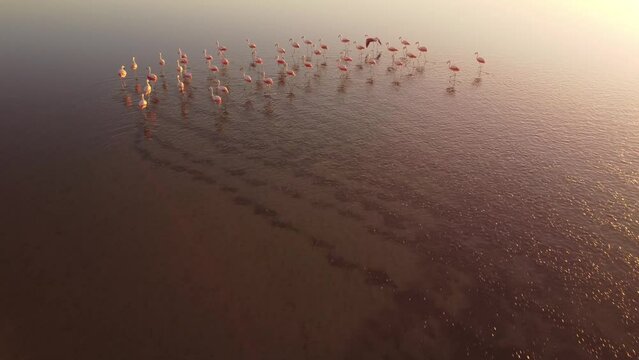 Flamencos tomados con el dron a poca altura comienzan a volar sobre la laguna
