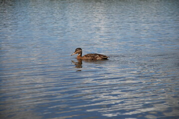 Wild duck in the lake water. The sky and clouds glow in the light blue calm water of the forest lake. One adult brown-black bird floats on the surface of the water. This is a wild mallard duck.