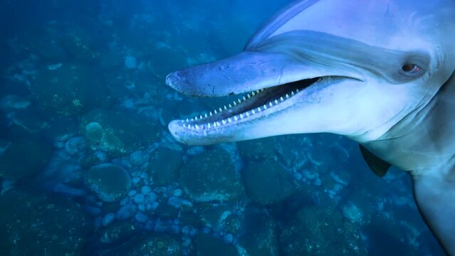 ミナミハンドウイルカ42_御蔵島_ 2022.12.12-13_話しかけてくるイルカ