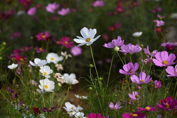 Cosmos flowers. Seasonal flower background material.  Asteraceae annual plants native to tropical America.