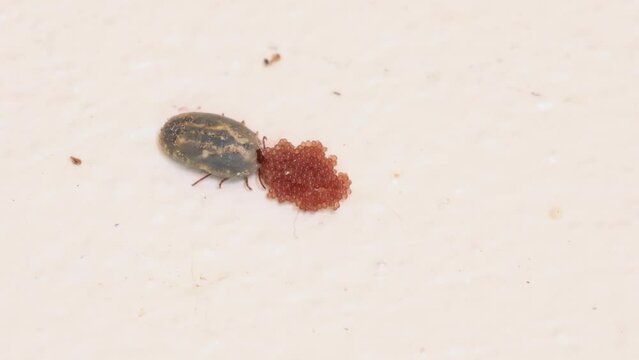 Closeup shot of big large tick, Adult ticks lay many small eggs on the wall.  dissease and infection concept. 