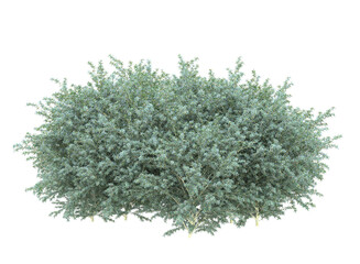 Various types of grass bushes shrub and small plants isolated	
