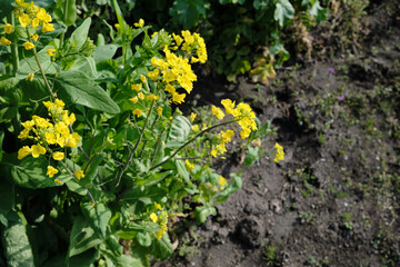 小松菜の菜の花