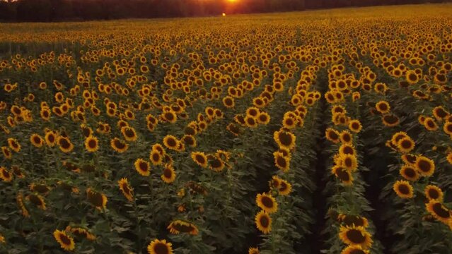 Vista a&eacute;rea de un campo de girasoles al amanecer