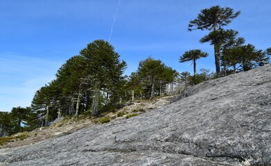 National Nahuelbuta Park in Chile. Ancient forest of Araucaria trees