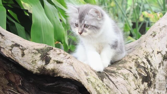 Cute kitten sitting on wood slow motion