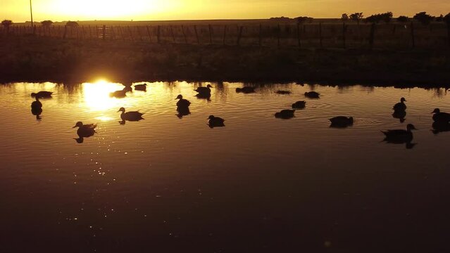 muchos patos peque&ntilde;os ba&ntilde;andose en la laguna al atardecer luminoso tomados con c&aacute;mara aerea