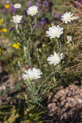 Desert Chicory, white wildflowers close-up