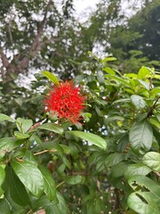 red and yellow flowers