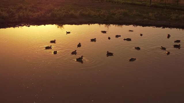 Muchos patitos en una peque&ntilde;a laguna al ocultarse el sol