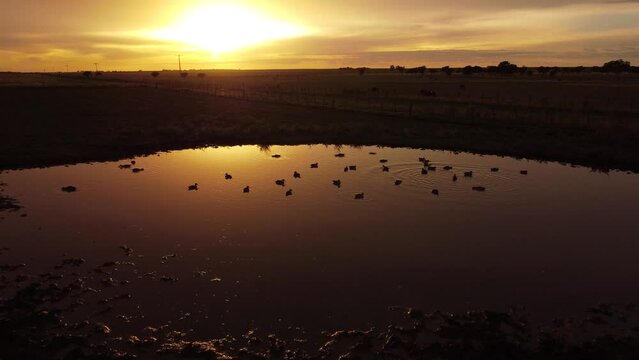 grupo de patos ba&ntilde;andose en la laguna al atardecer mientras la c&aacute;mara aerea se acerca lentamente