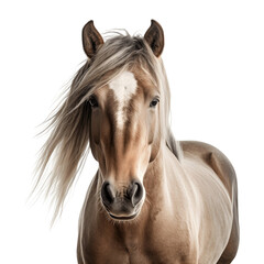 Obraz premium Close up of welsh pony horse head with long mane on transparent background (png)