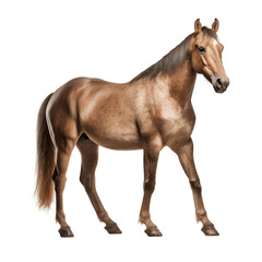 Portrait of a brown horse standing isolated on white background cutout