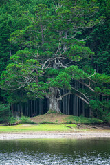 岩尾の一本杉