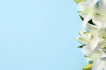 Beautiful white lily flowers on light blue background, flat lay. Space for text