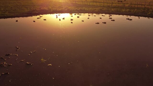 Muchos patos en una laguna en el atardecer tomados desde el aire con un dron 
