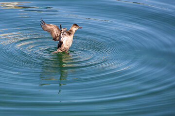 Brown duck flapping its wings
