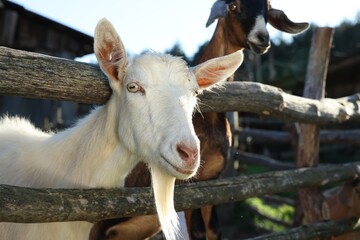Cute goats inside of paddock at farm
