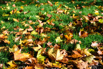 Signs of fall, dry maple leaves on a lush green lawn highlighted by sunlight, as a nature background
