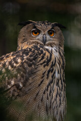 Great horned owl on a branch.