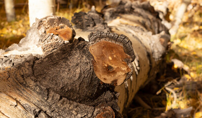 Closeup Inonotus Obliquus Or Chaga, Brown Parasitic Fungus On Trunk, Tree In Forest. Wild Mushroom Boosting Immune System, Fighting Cancer, Lowering Cholesterol. Healthy Pure Natural. Horizontal 