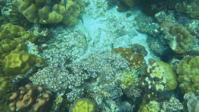 Snorkling snorkel in Phi Phi Island Corel reef teaming with reef fish of various colours. Phuket Thailand teaming with reef fish of various colours. vibrant and colourful Corel reef