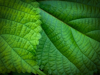 Fresh green leaf texure background  close-up