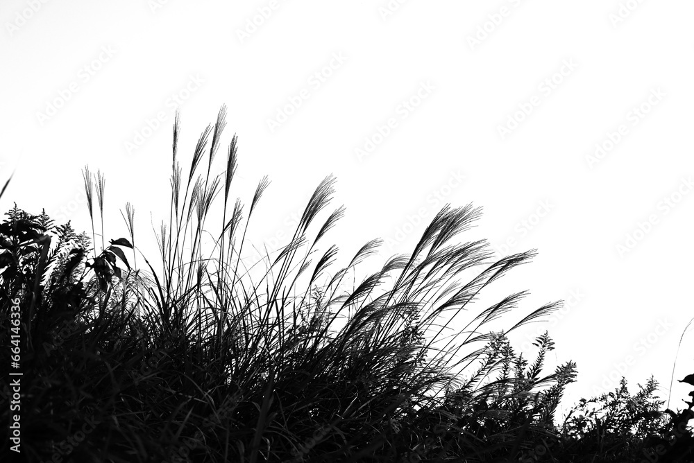 Canvas Prints Japanese pampas grass. Seasonal background material.
Poaceae perennial plants.