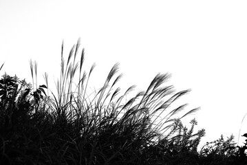 Japanese pampas grass. Seasonal background material.
Poaceae perennial plants.