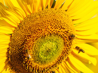 Honey bee collecting pollen at yellow flower. close up