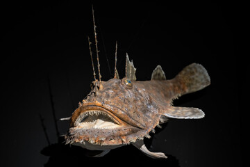 A sample of a plastic deep-sea fish.
