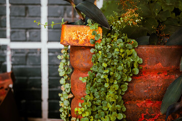 Heavily rusted planted and vining plants with painted brick wall