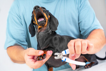 Owner cuts nails of small dachshund dog, holds paw, nail clipper in his hand, puppy screams in hysterics with his mouth open in fear Pampered puppy with low pain threshold, manicure, grooming hygiene - obrazy, fototapety, plakaty