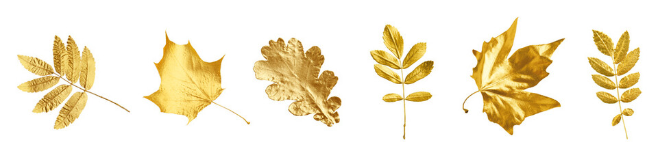 Obraz premium Different golden autumn leaves isolated on white, collection