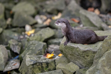 Small otter on stones outside.