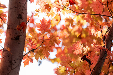 Leaves turn red on the trees in autumn