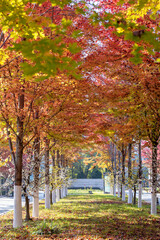 Leaves turn red on the trees in autumn