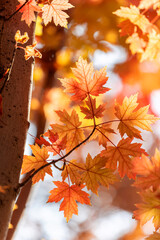 Leaves turn red on the trees in autumn