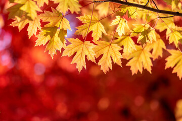 Leaves turn red on the trees in autumn