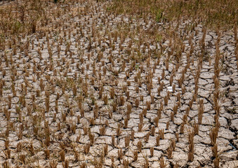rice fields that have been harvested in drought conditions

