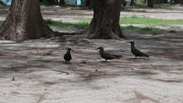 Group of black noddy birds