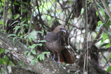ave - aracuã escamoso - Ortalis squamata