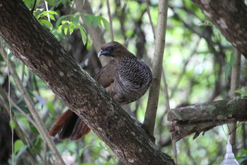 ave - aracuã escamoso - Ortalis squamata