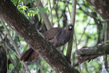 ave - aracuã escamoso - Ortalis squamata
