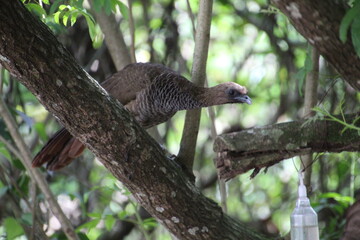 ave - aracuã escamoso - Ortalis squamata