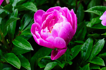 Blooming Pink Flower