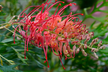 Blush Melicope Rubra grevillea flower