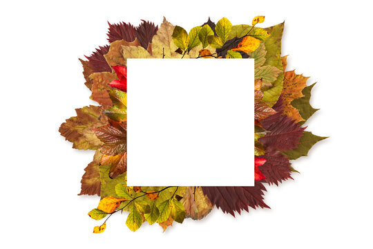 Digital png illustration of frame of autumn leaves on transparent background