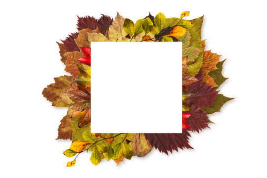 Digital png illustration of frame of autumn leaves on transparent background